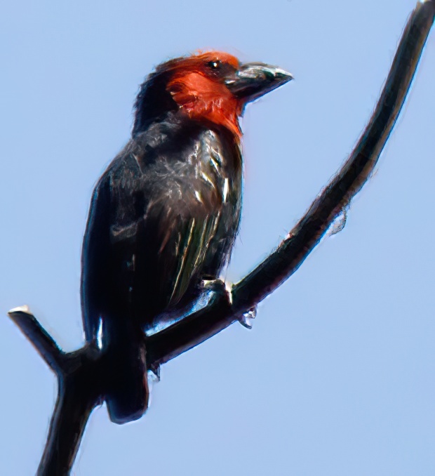Black-billed Barbet