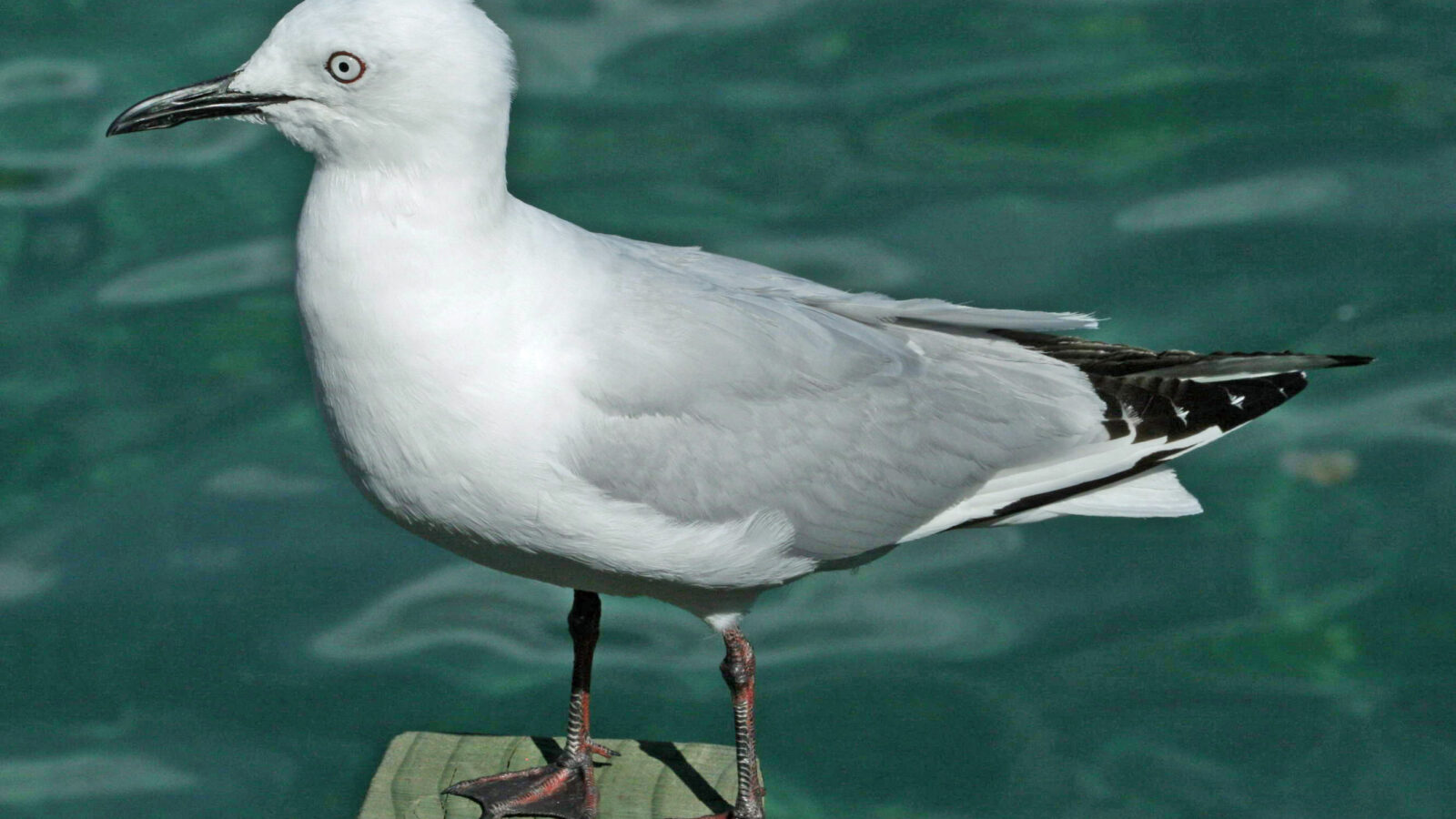 Black-billed Gull