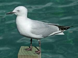 Black-billed Gull