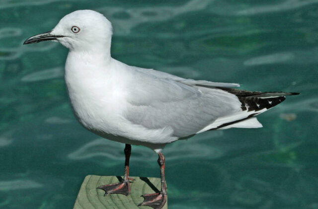 Black-billed Gull
