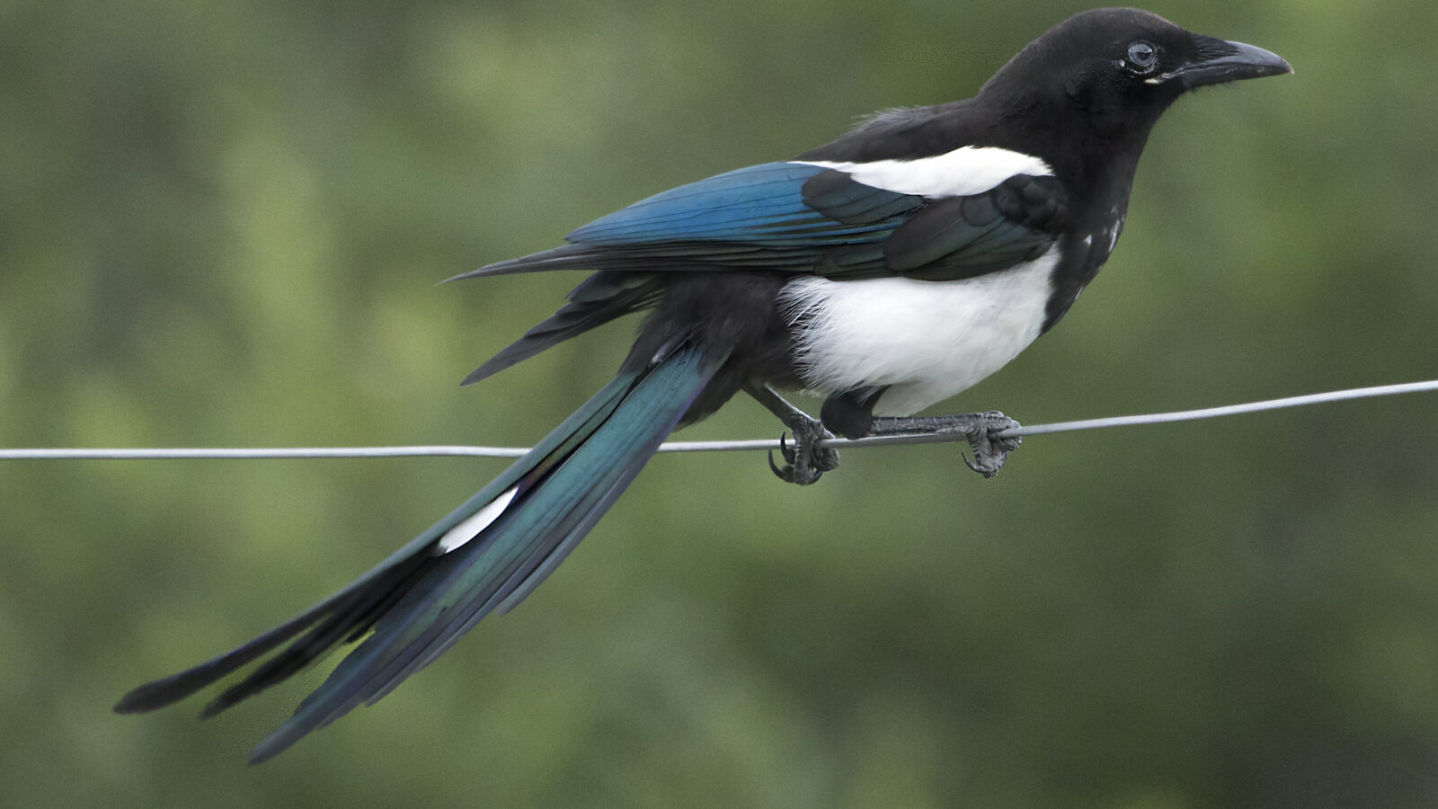 Black-billed Magpie
