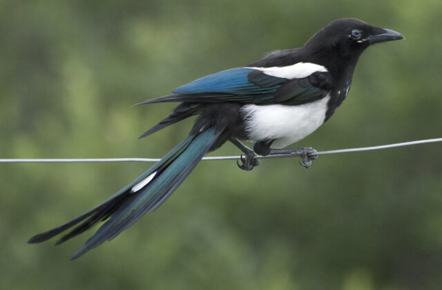 Black-billed Magpie