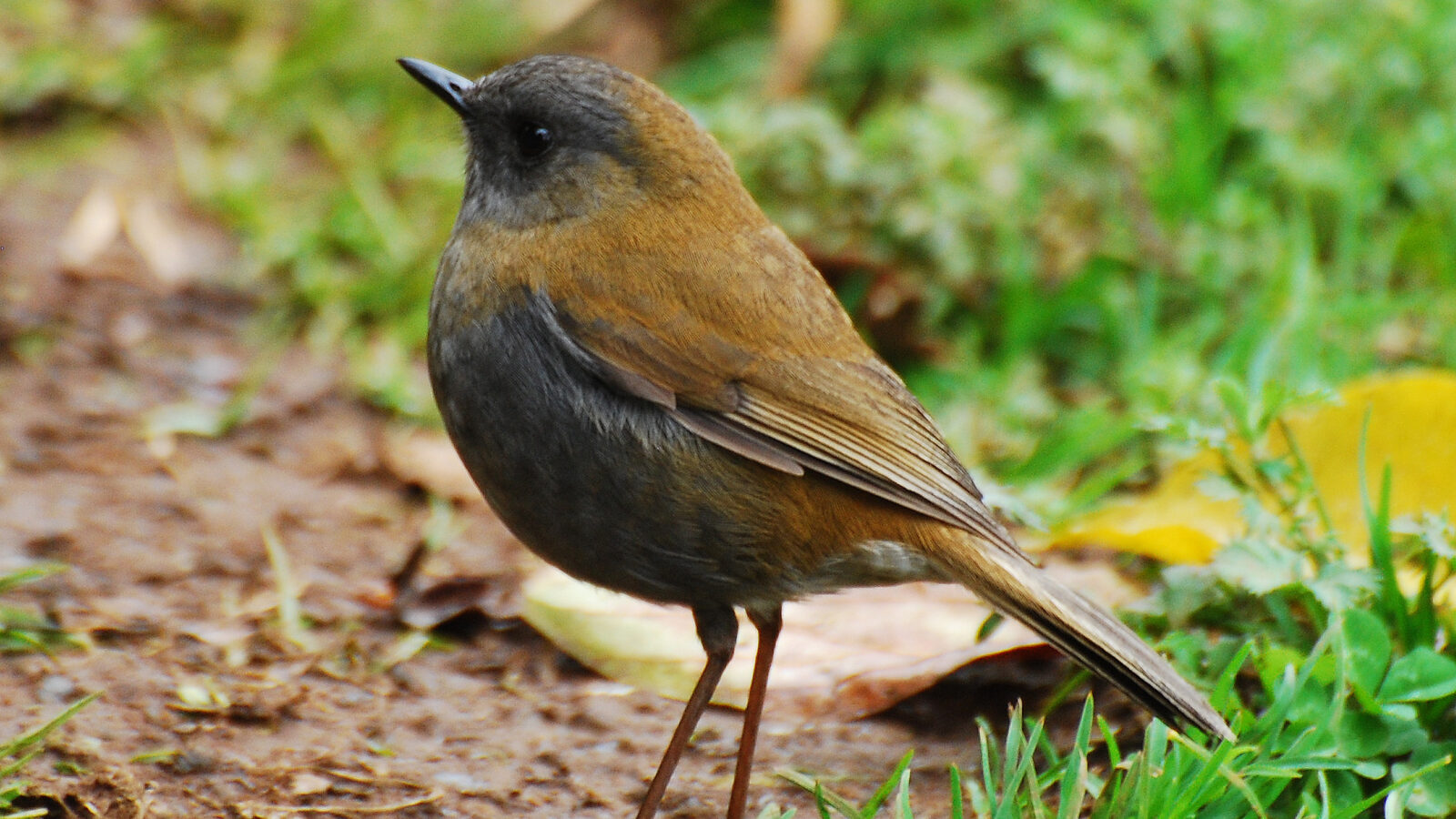 Black-billed Nightingale-Thrush