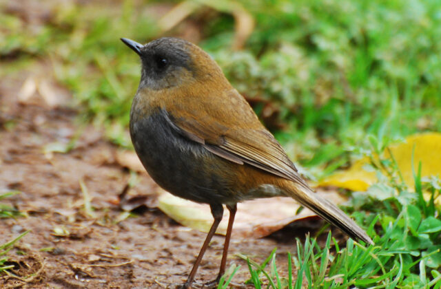Black-billed Nightingale-Thrush