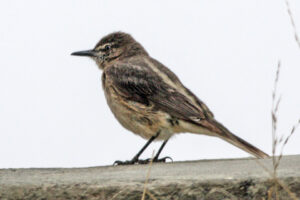 Black-billed Shrike-Tyrant