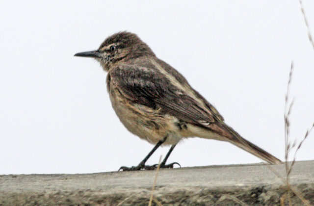 Black-billed Shrike-Tyrant