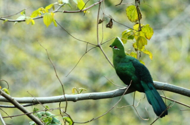 Black-billed Turaco