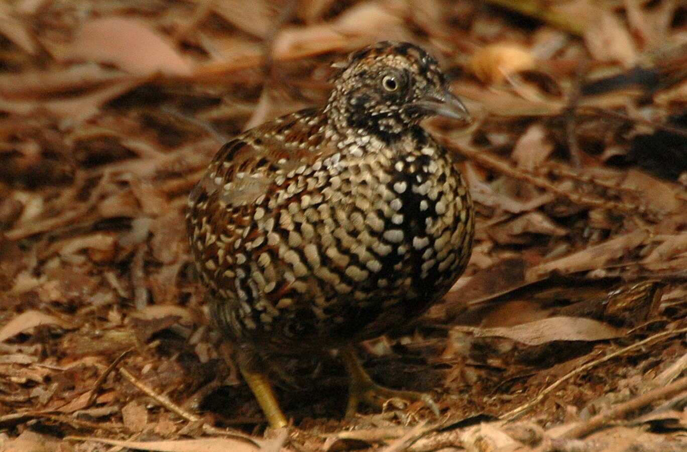 Black-breasted Buttonquail