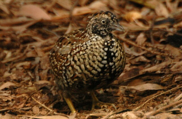 Black-breasted Buttonquail
