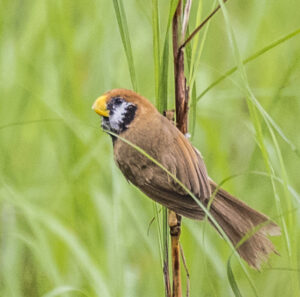 Black-breasted Parrotbill