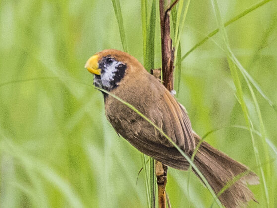 Black-breasted Parrotbill
