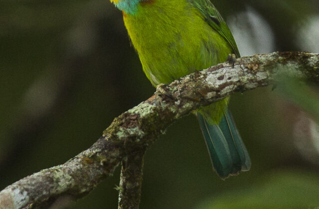 Black-browed Barbet