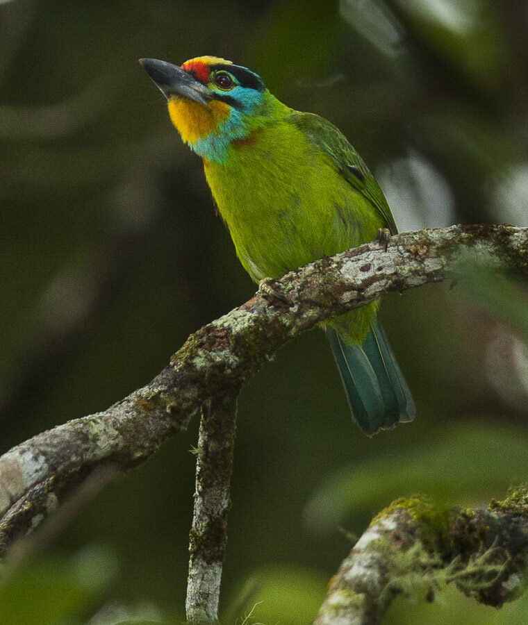Black-browed Barbet