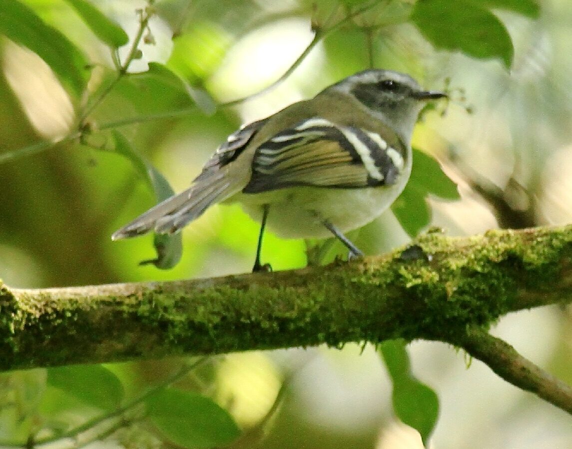 Black-capped Tyrannulet