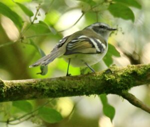 Black-capped Tyrannulet