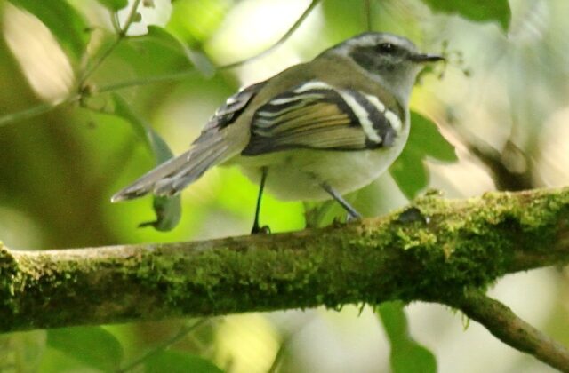 Black-capped Tyrannulet