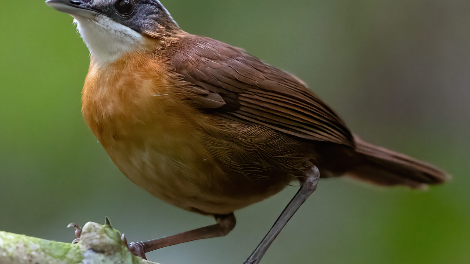 Bornean Black-capped Babbler