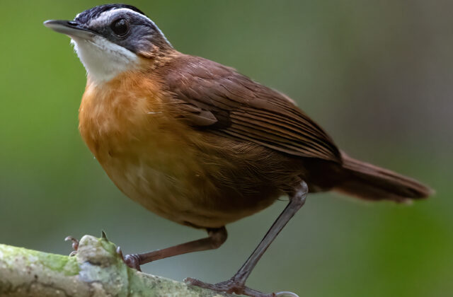 Bornean Black-capped Babbler