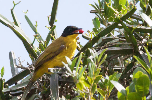 Black-capped Bulbul