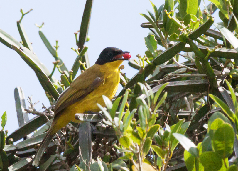 Black-capped Bulbul