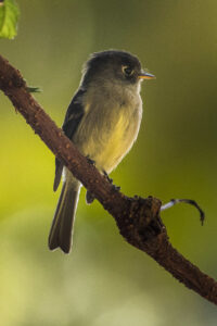 Black-capped Flycatcher