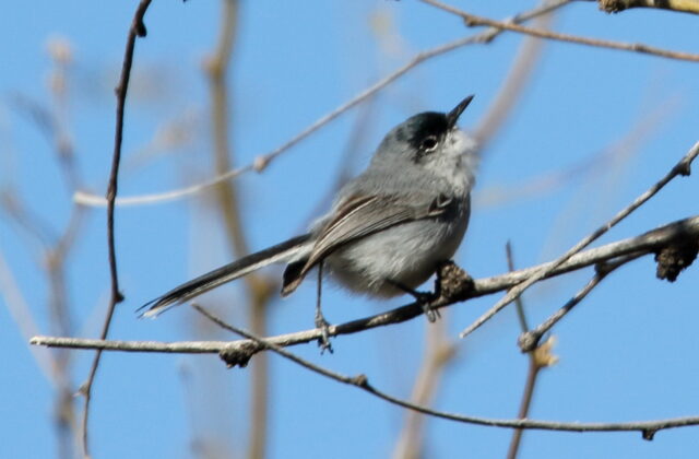 Black-capped Gnatcatcher