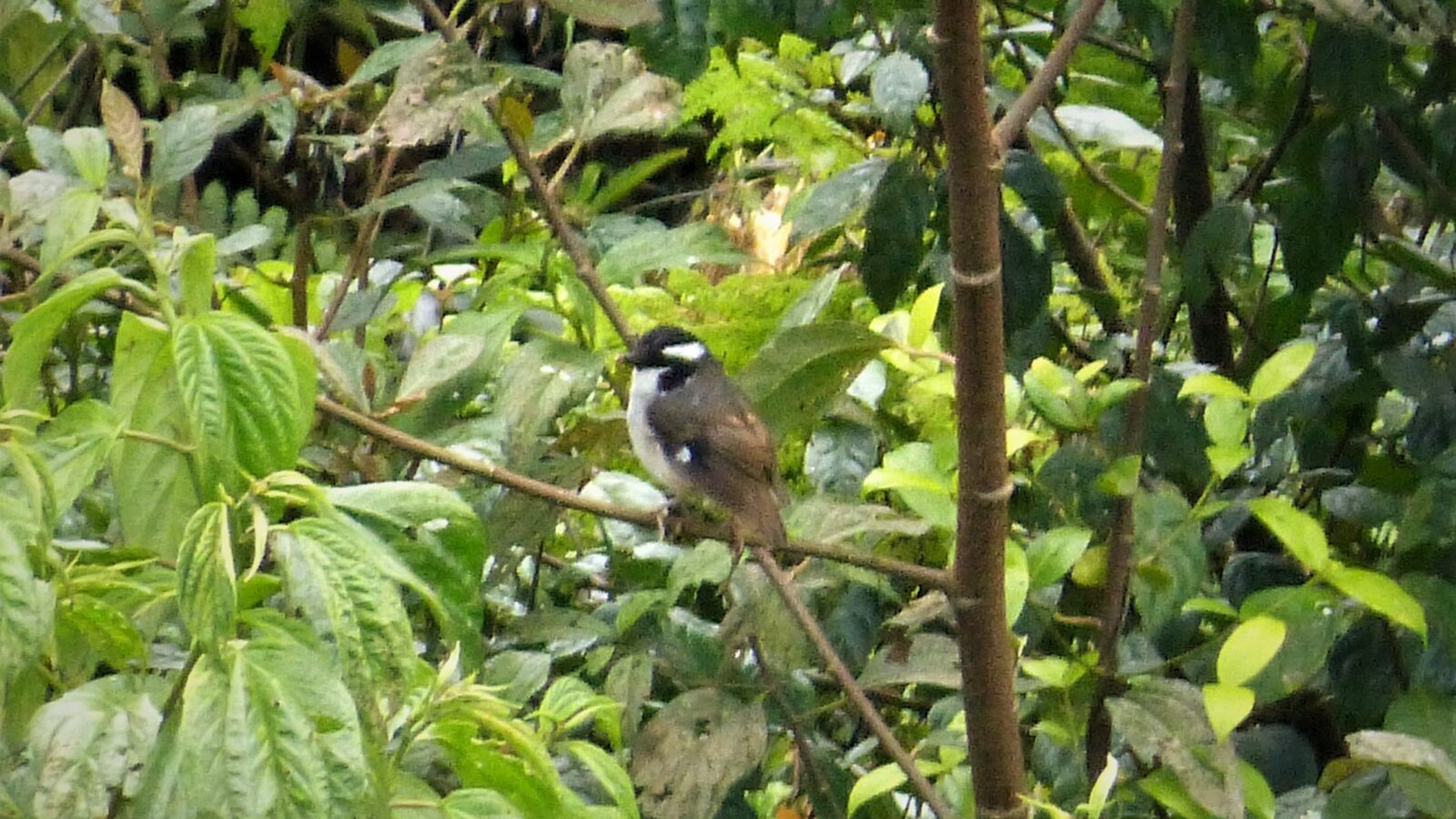 Black-capped Robin