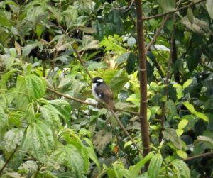 Black-capped Robin