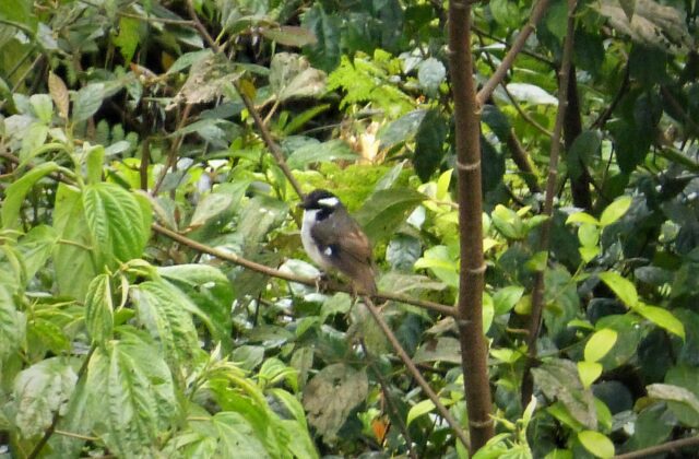 Black-capped Robin