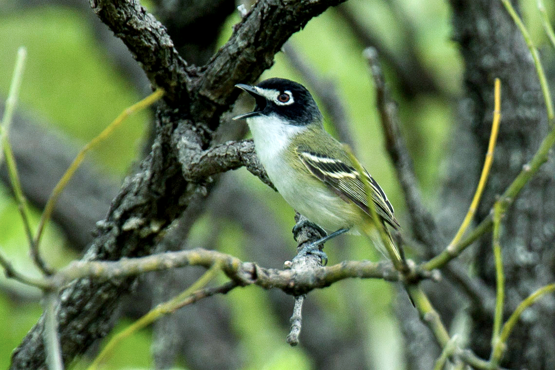 Black-capped Vireo