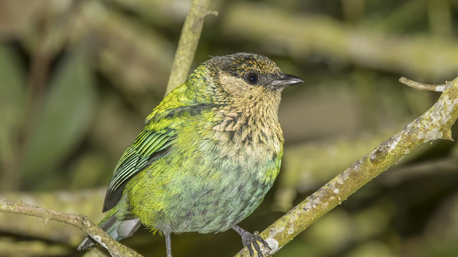 Black-capped Tanager