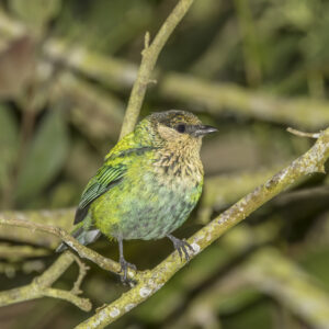 Black-capped Tanager
