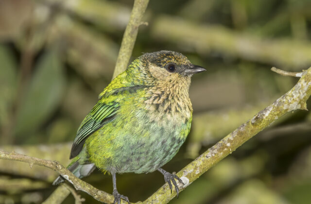 Black-capped Tanager