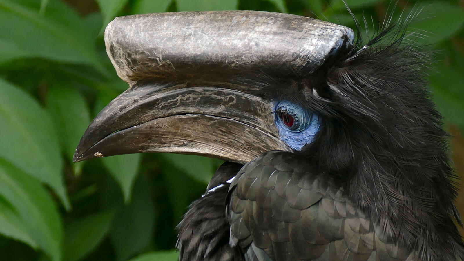 Black-casqued Hornbill