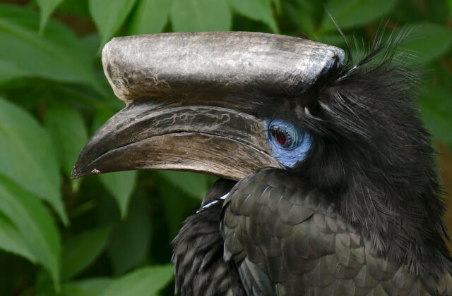 Black-casqued Hornbill