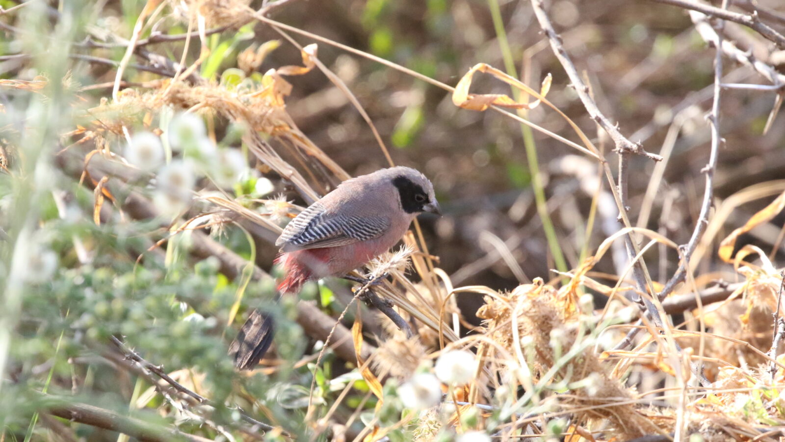 Black-cheeked Waxbill