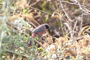 Black-cheeked Waxbill