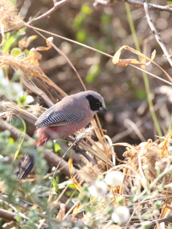 Black-cheeked Waxbill