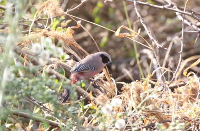 Black-cheeked Waxbill