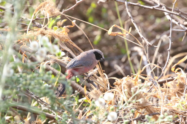 Black-cheeked Waxbill