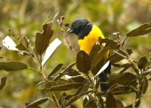 Black-chested Mountain Tanager