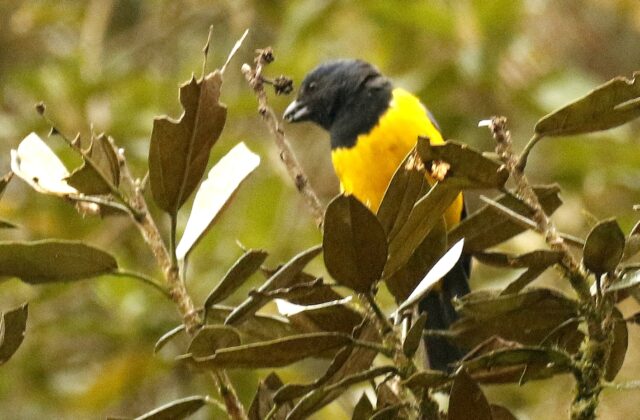 Black-chested Mountain Tanager