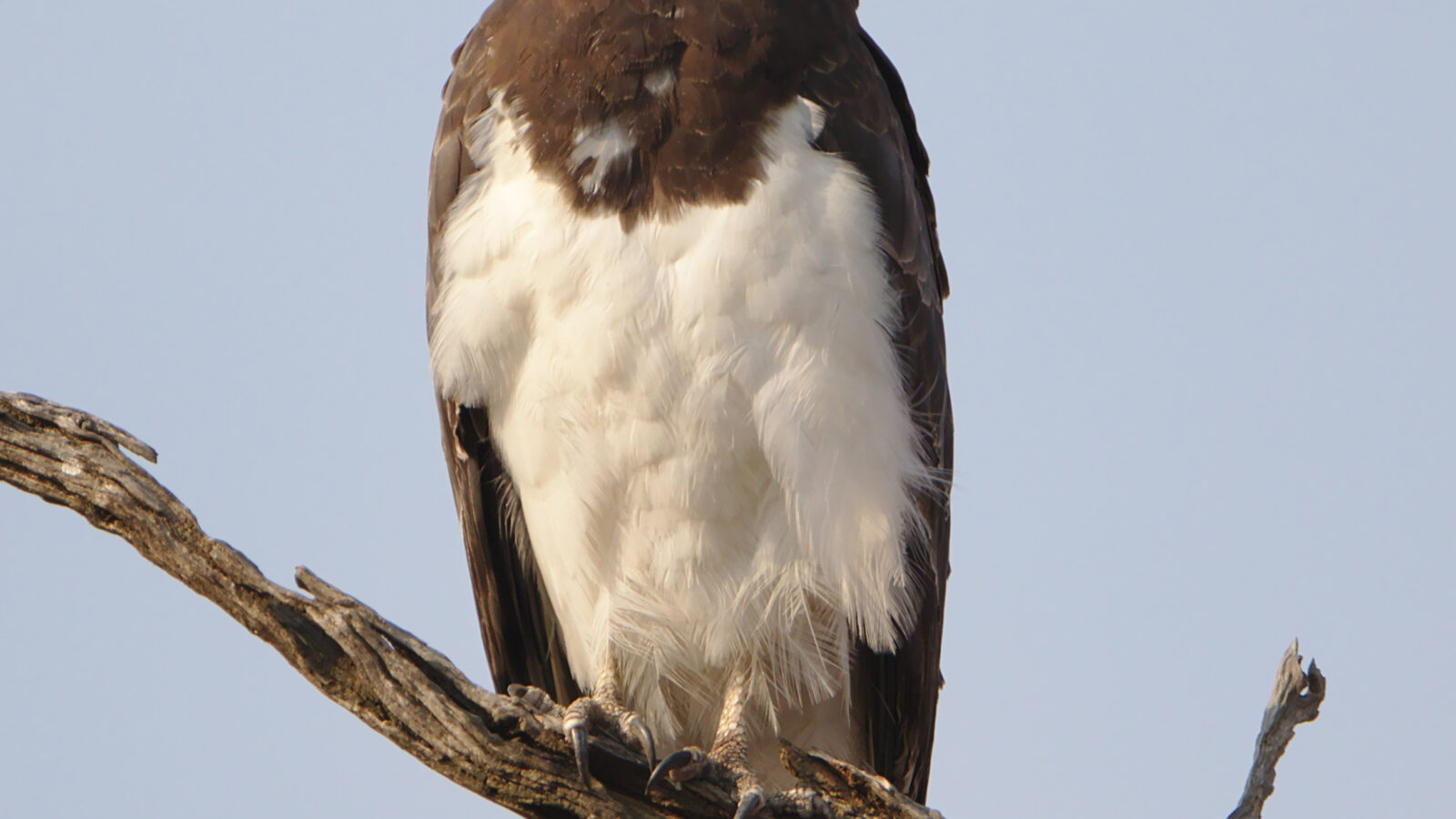 Black-chested Snake Eagle