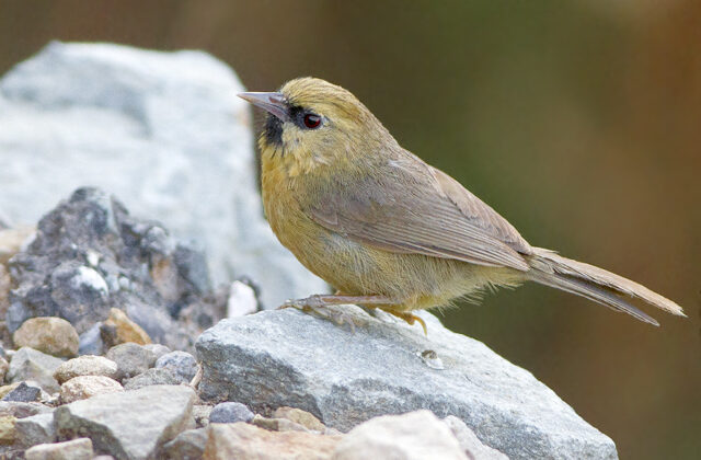 Black-chinned Babbler