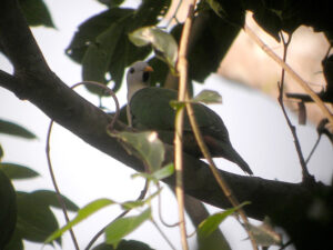 Black-chinned Fruit Dove
