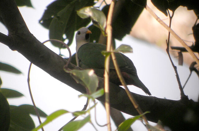 Black-chinned Fruit Dove