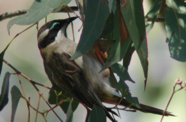 Black-chinned Honeyeater