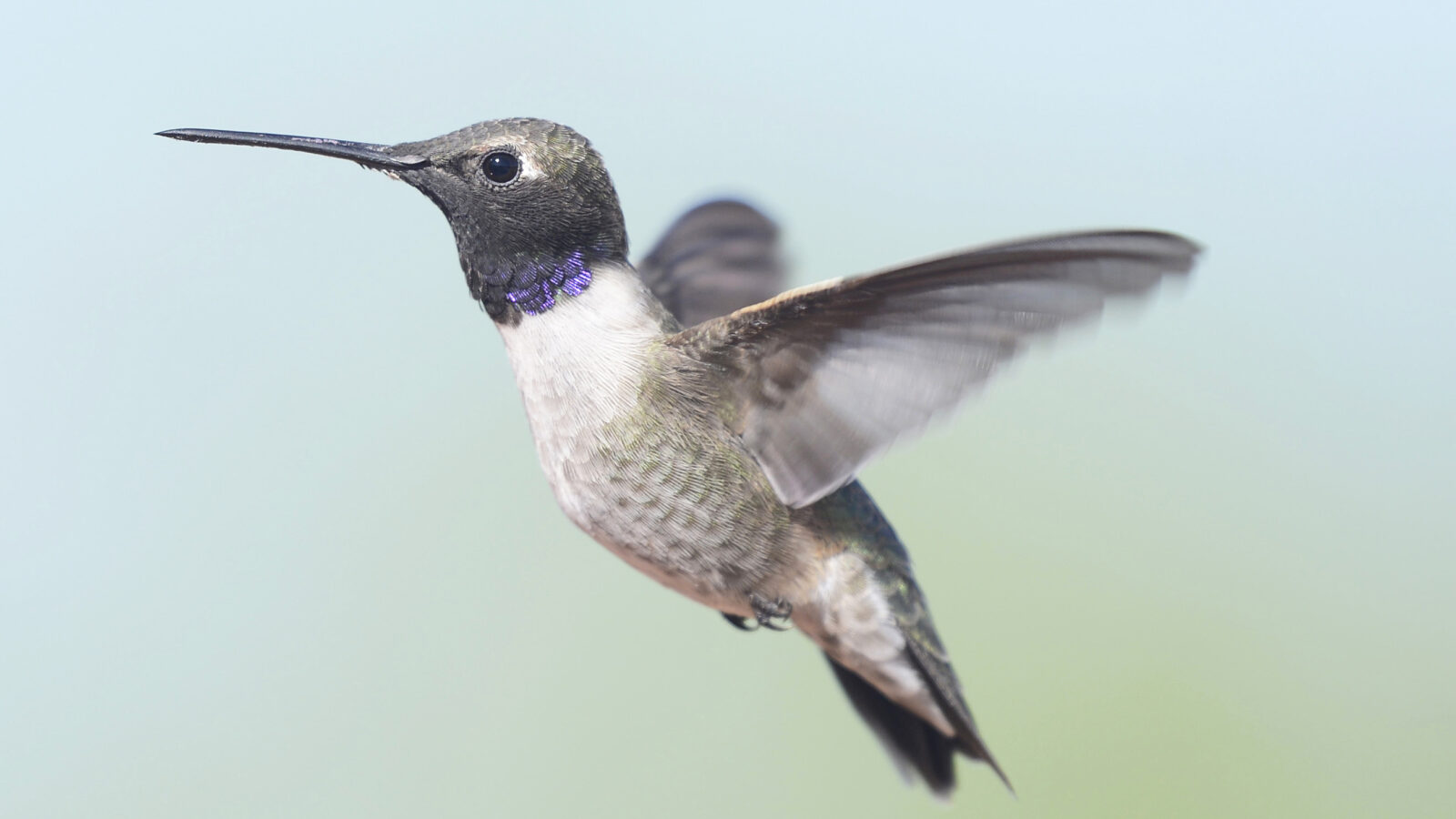 Black-chinned Hummingbird
