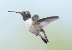 Black-chinned Hummingbird