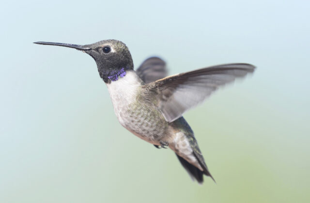 Black-chinned Hummingbird